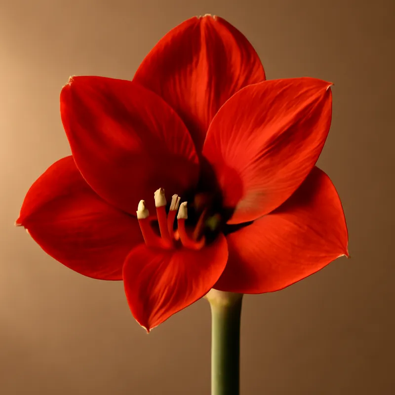 Amaryllis – klassiek – afbeelding 1