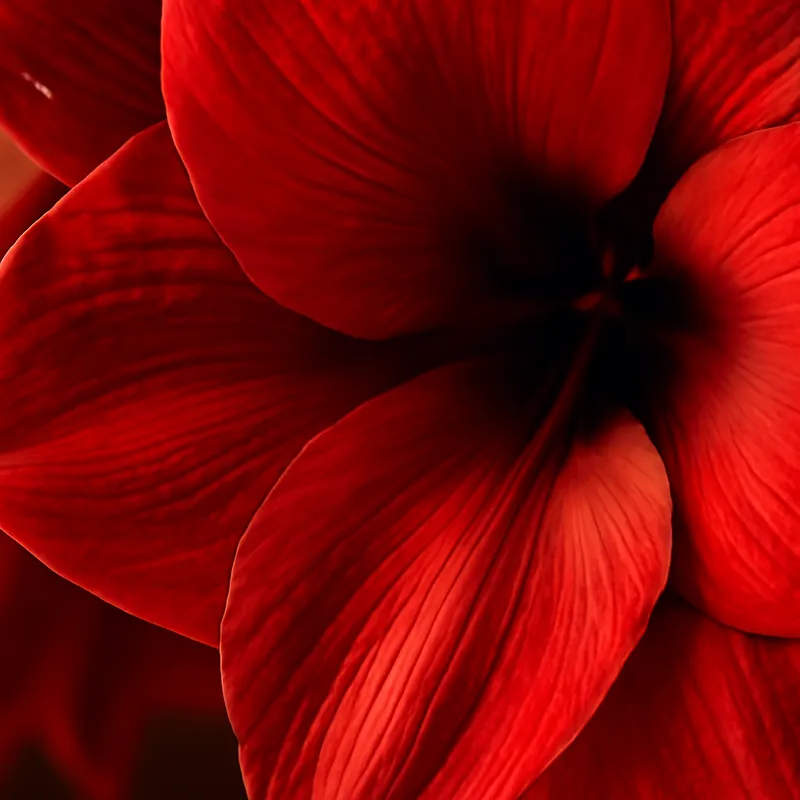 Amaryllis – rood – afbeelding 2