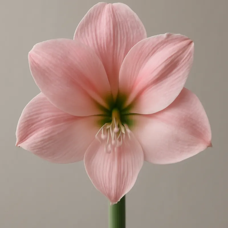 Amaryllis – roze – afbeelding 1