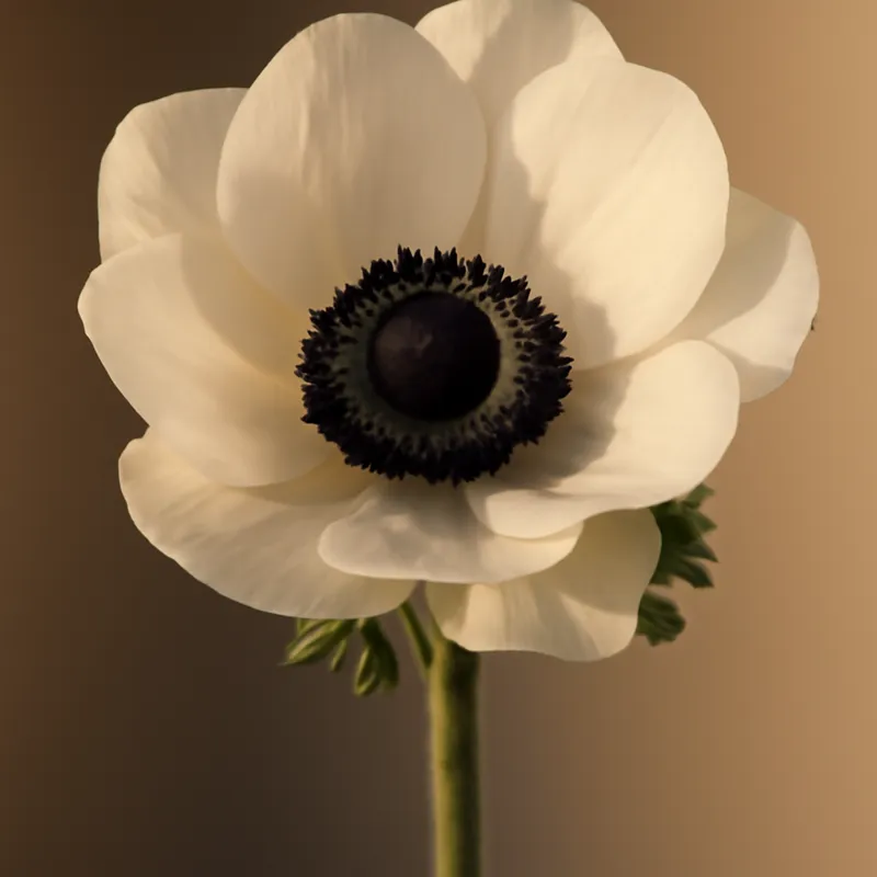 Anemoon – klassiek – afbeelding 1