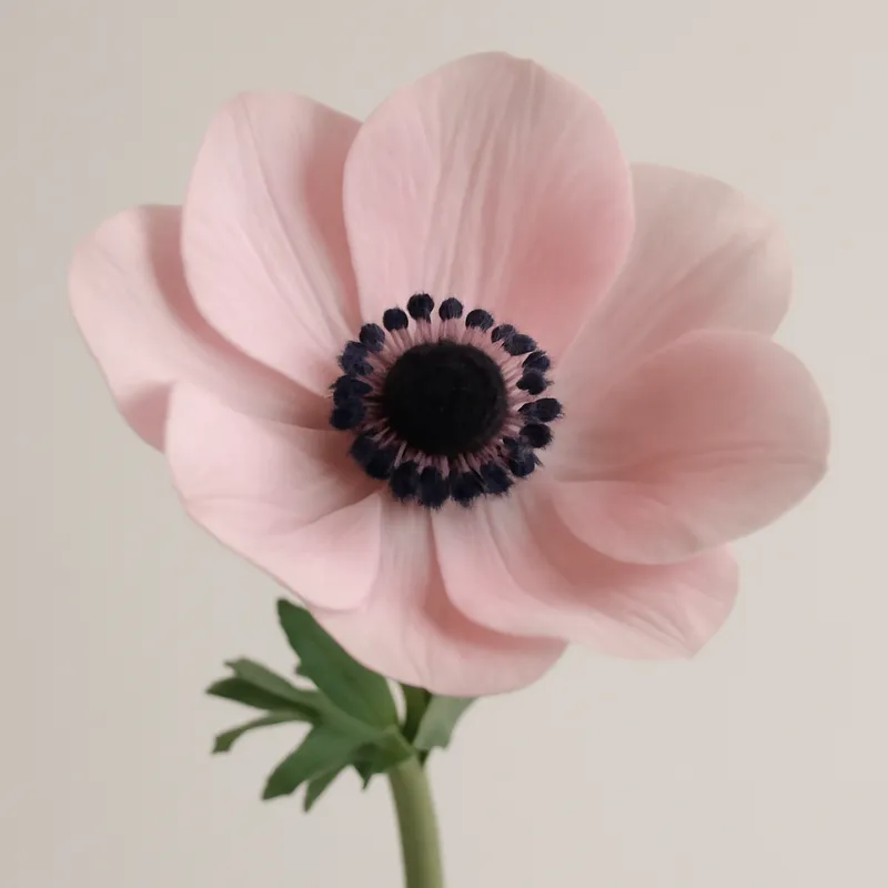 Anemoon – roze – afbeelding 1