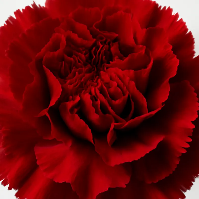 Anjer – rood – afbeelding 2