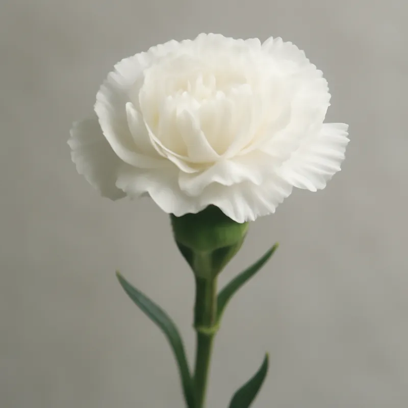 Anjer – wit – afbeelding 1