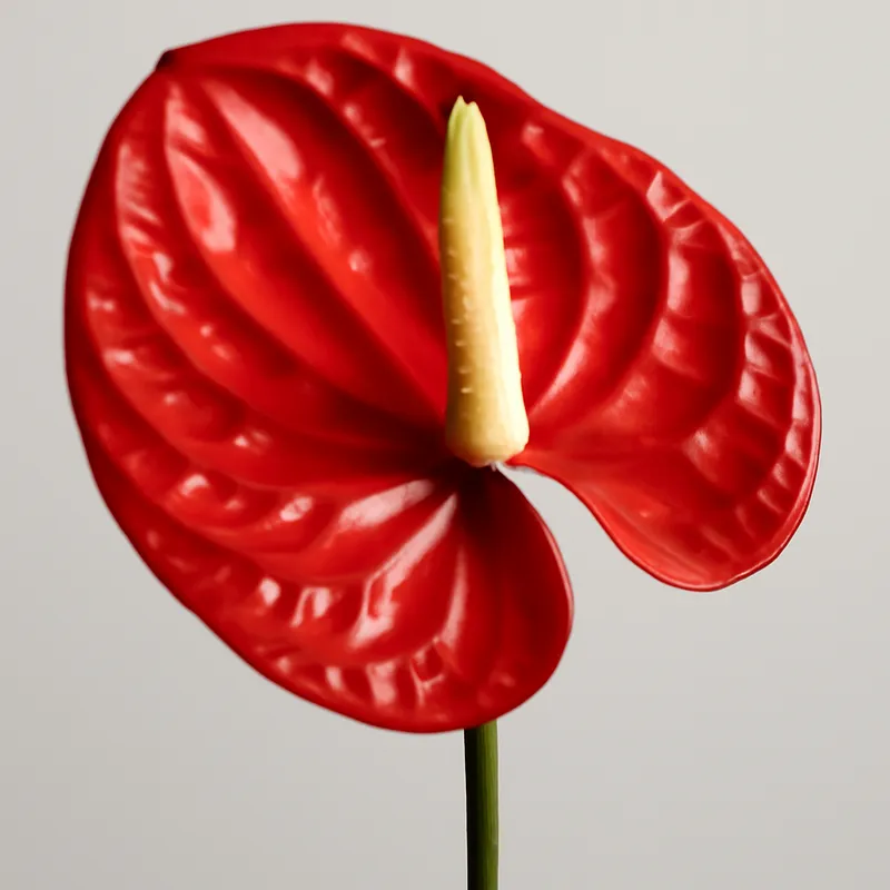 Anthurium (flamingoplant) – rood – afbeelding 1