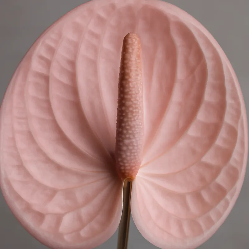 Anthurium (flamingoplant) – roze – afbeelding 2
