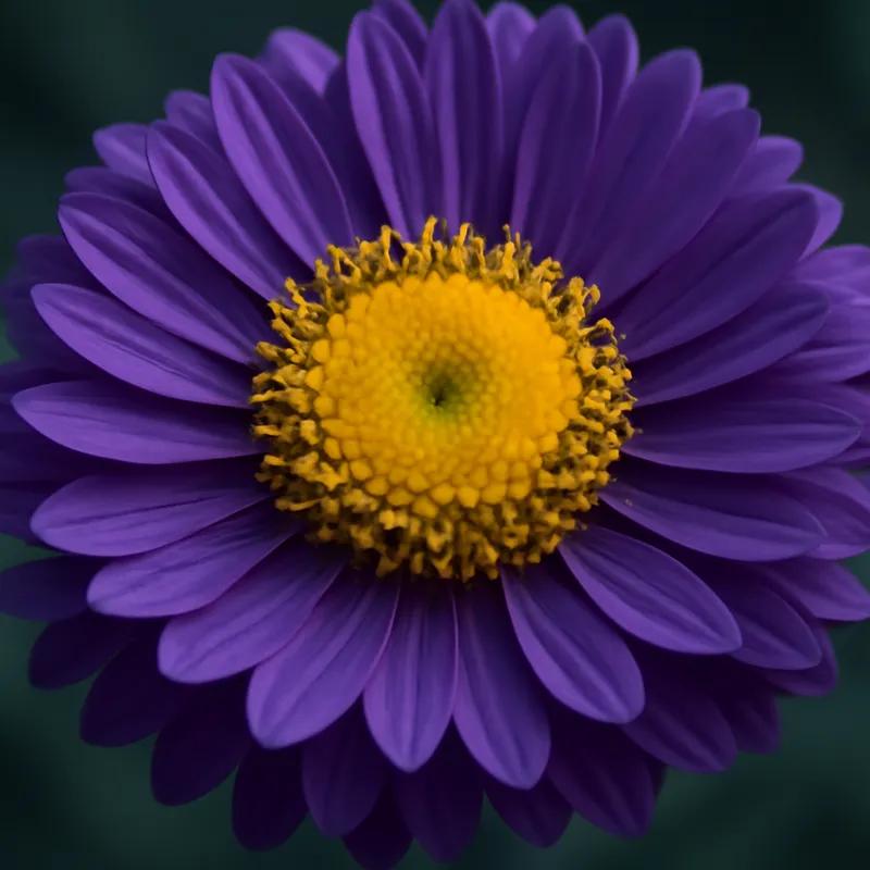 Aster – klassiek – afbeelding 2