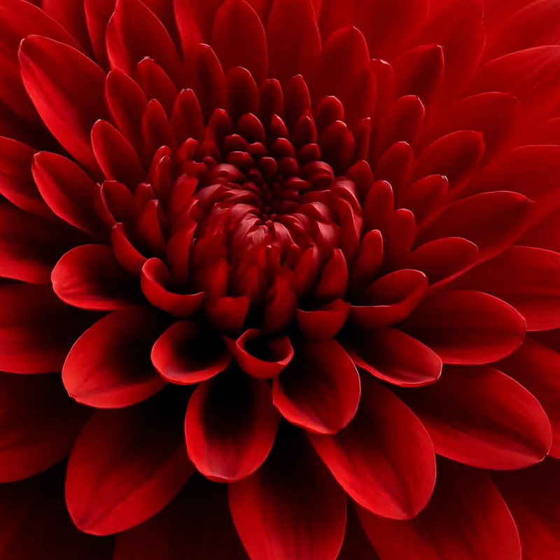 Aster – rood – afbeelding 2