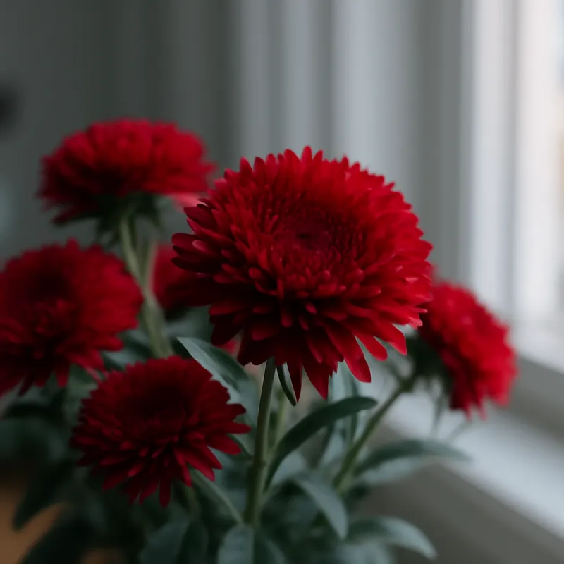 Aster – rood – afbeelding 3