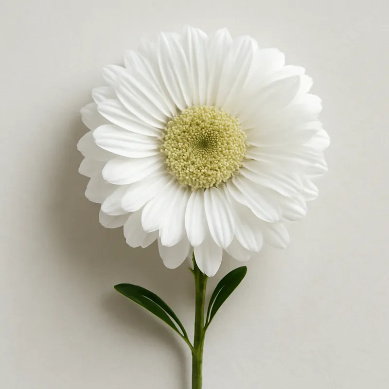 Aster – wit – afbeelding 1