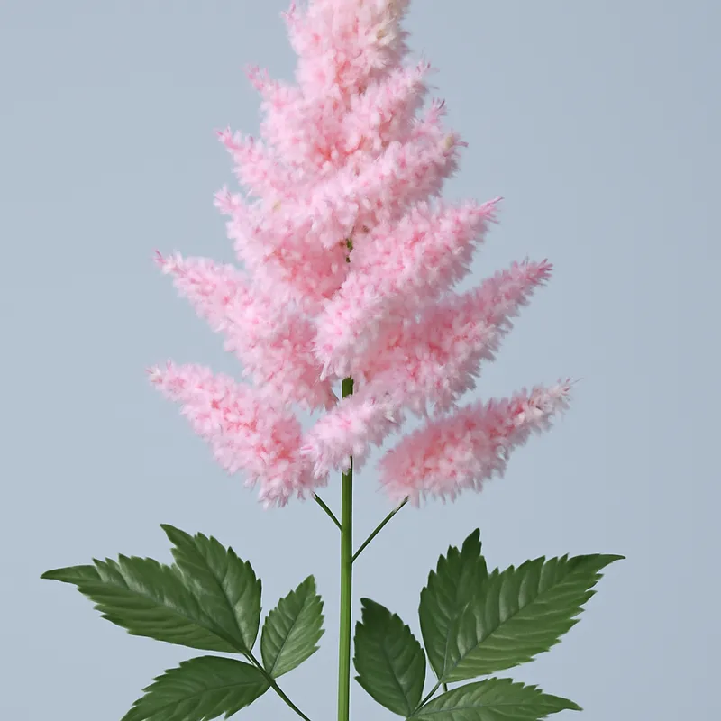 Astilbe – klassiek – afbeelding 1