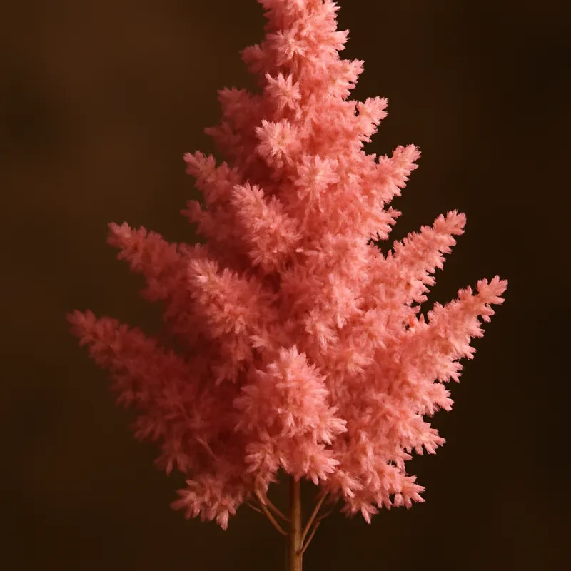 Astilbe – klassiek – afbeelding 2