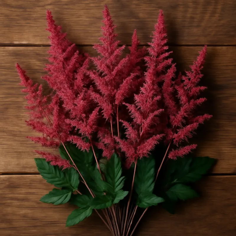 Astilbe – klassiek – afbeelding 3