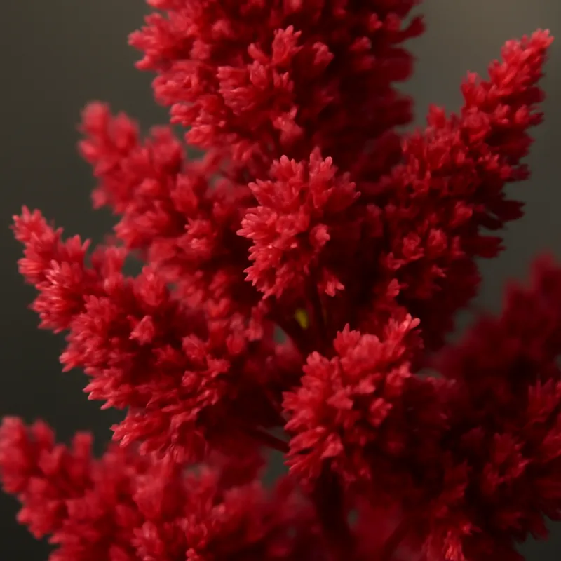 Astilbe – rood – afbeelding 2