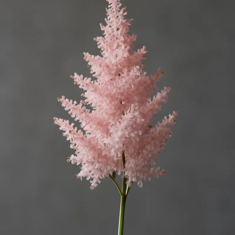 Astilbe – roze – afbeelding 1