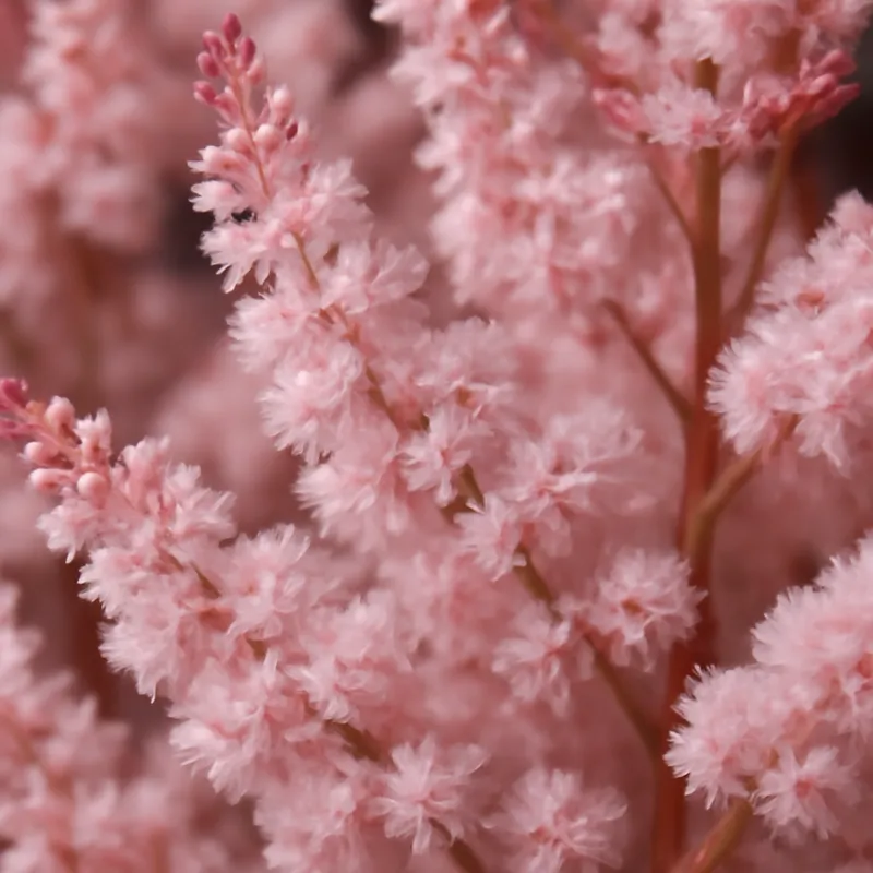 Astilbe – roze – afbeelding 2