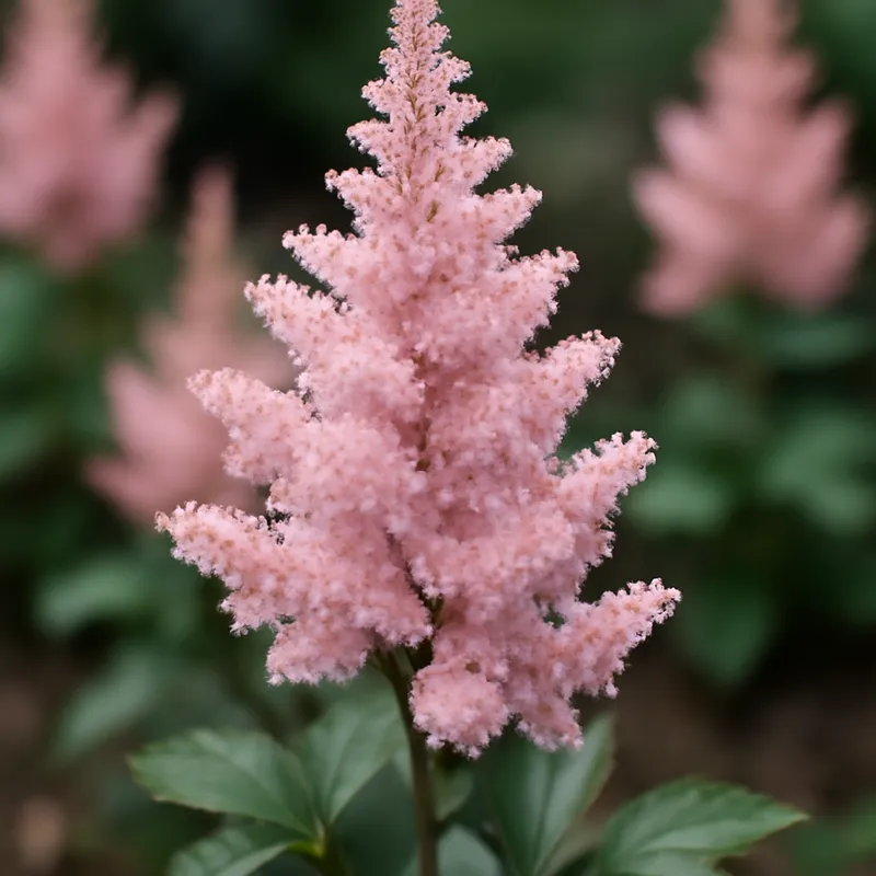 Astilbe – roze – afbeelding 4