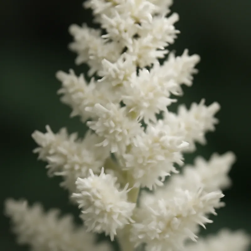 Astilbe – wit – afbeelding 2