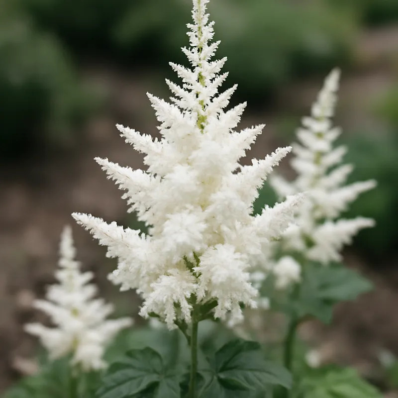 Astilbe – wit – afbeelding 4
