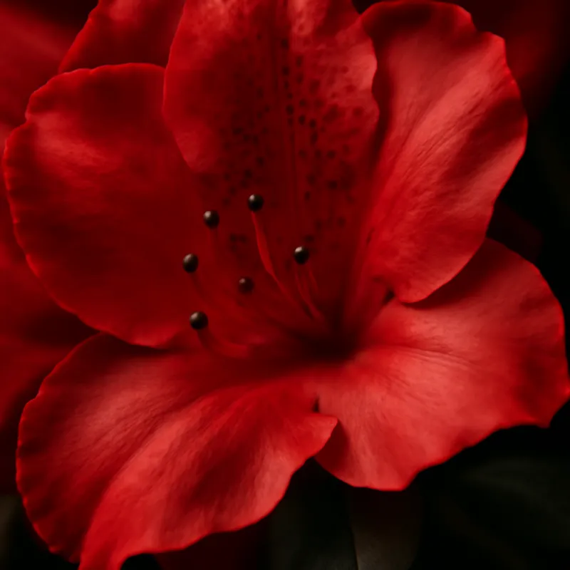 Azalea – rood – afbeelding 2