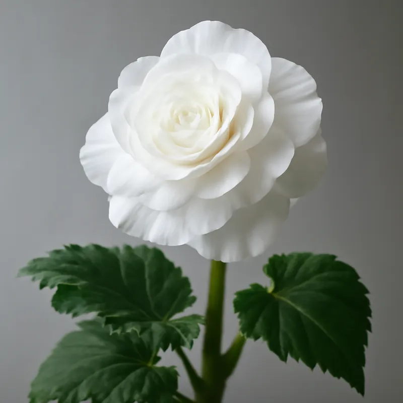 Begonia – wit – afbeelding 1