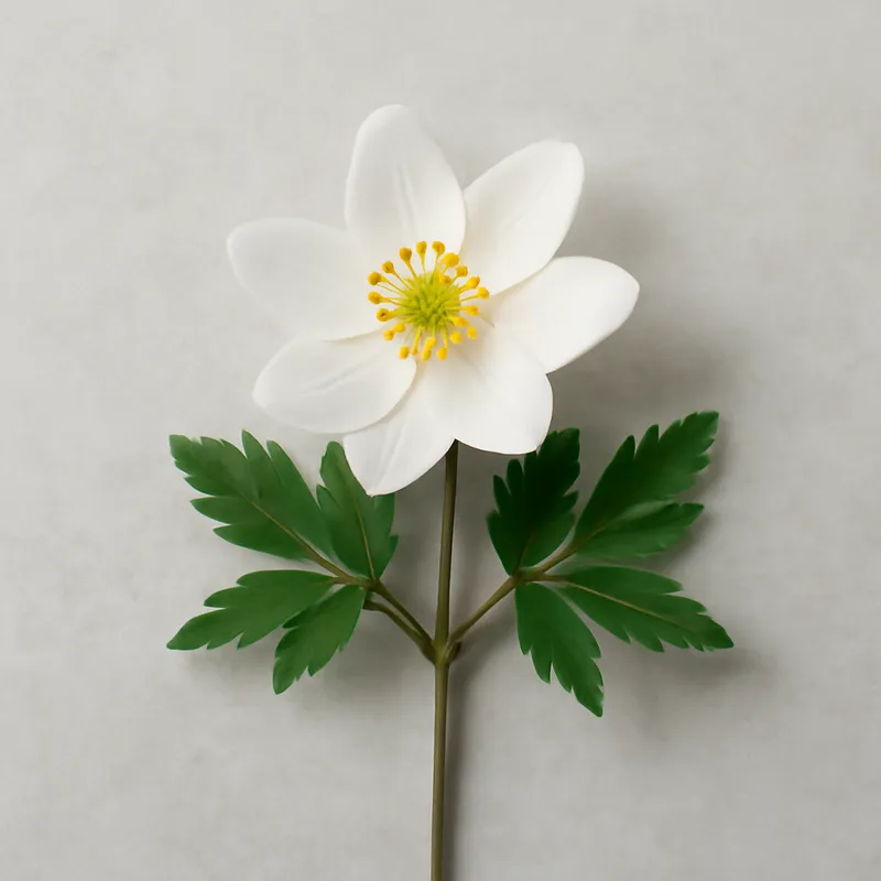 Bosanemoon – klassiek – afbeelding 1