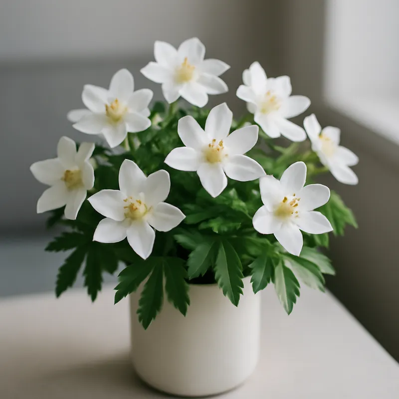 Bosanemoon – klassiek – afbeelding 3