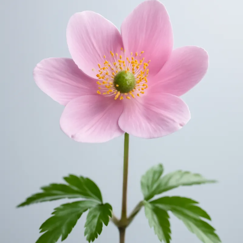 Bosanemoon – roze – afbeelding 1