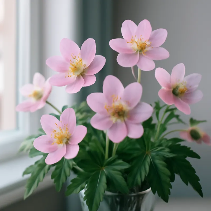 Bosanemoon – roze – afbeelding 3