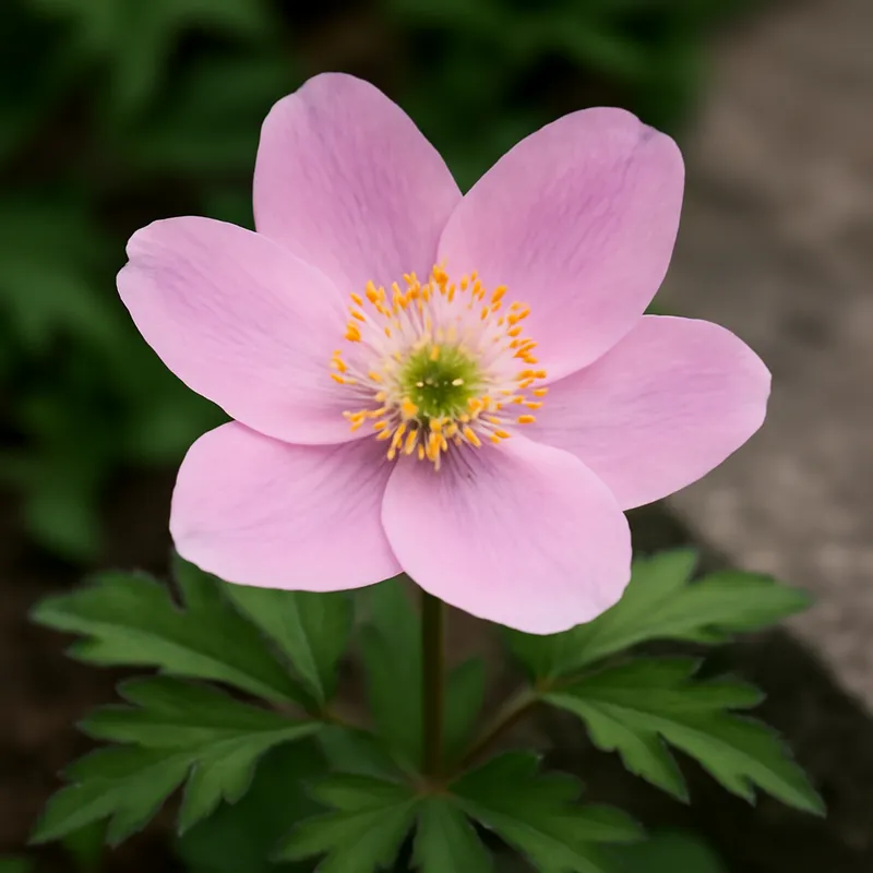 Bosanemoon – roze – afbeelding 4