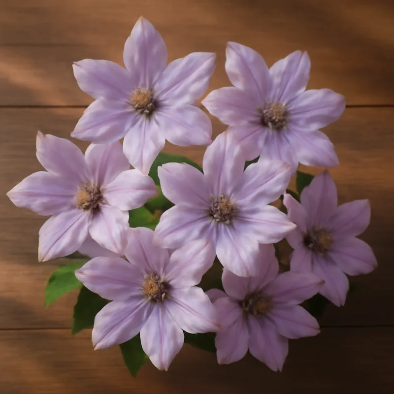 Bosrank – klassiek – afbeelding 3