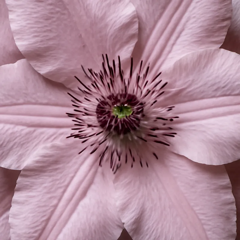 Bosrank – roze – afbeelding 2