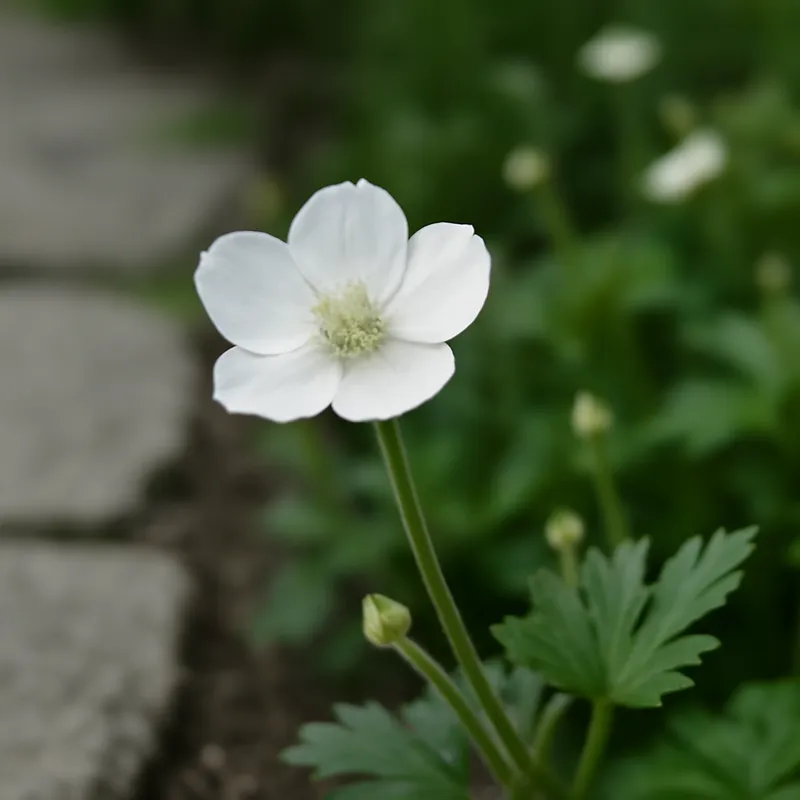 Boterbloem – wit – afbeelding 4