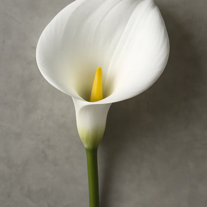 Calla – wit – afbeelding 1