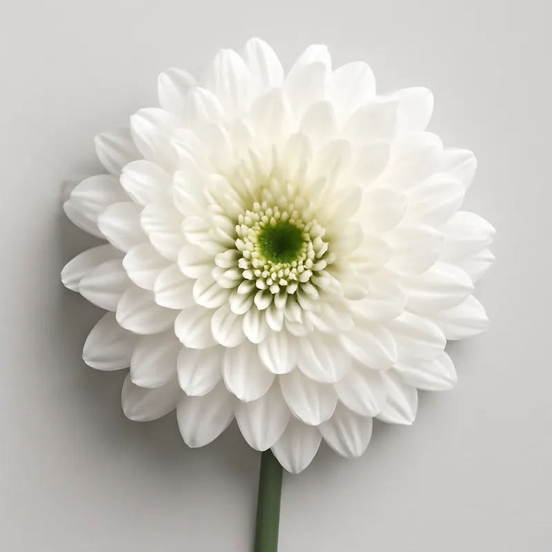 Chrysant – klassiek – afbeelding 1