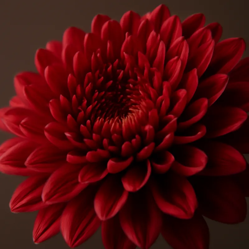 Chrysant – rood – afbeelding 2