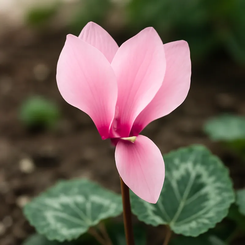 Cyclaam – roze – afbeelding 4