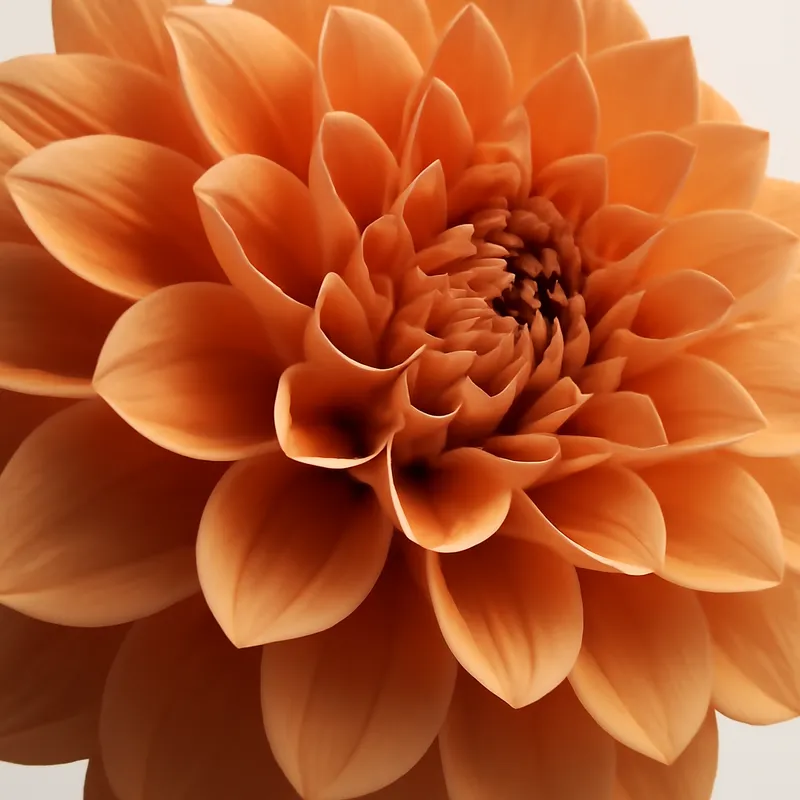 Dahlia – klassiek – afbeelding 2