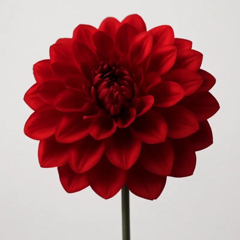 Dahlia – rood – afbeelding 1