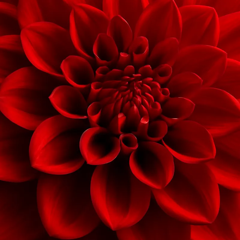Dahlia – rood – afbeelding 2