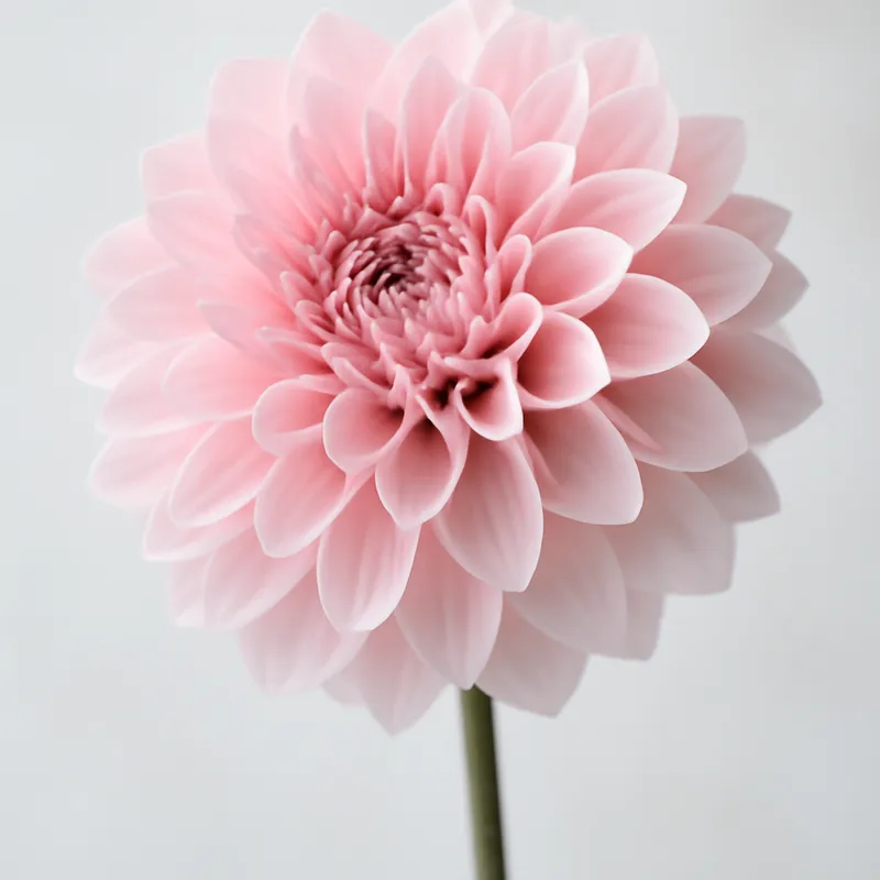 Dahlia – roze – afbeelding 1
