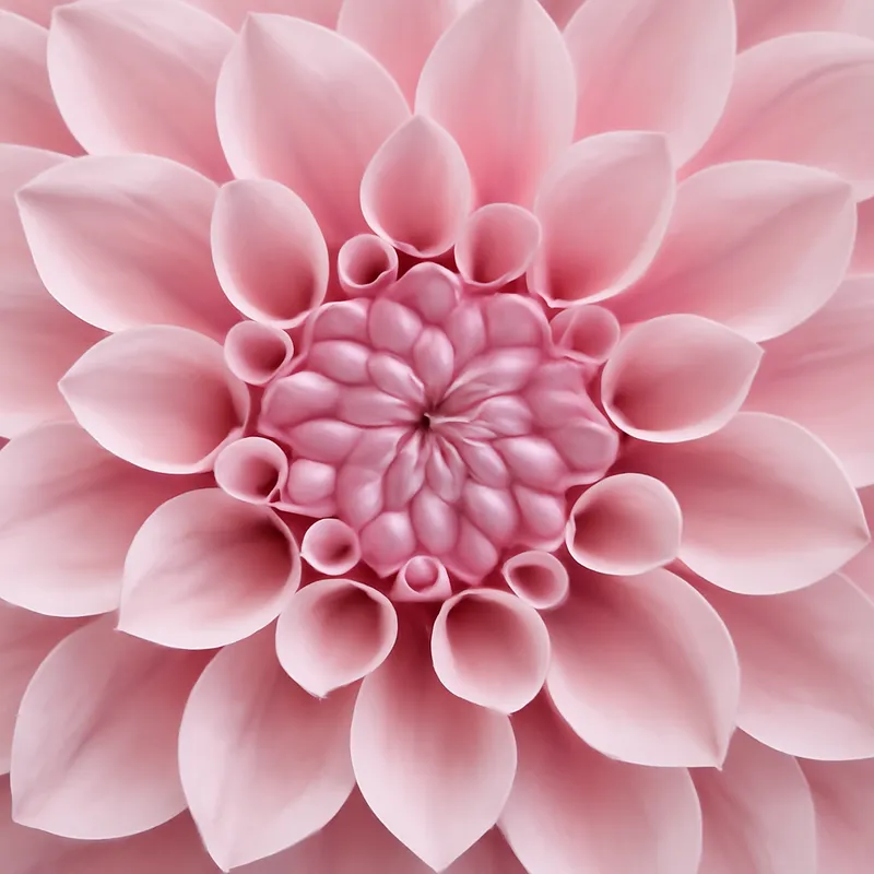 Dahlia – roze – afbeelding 2