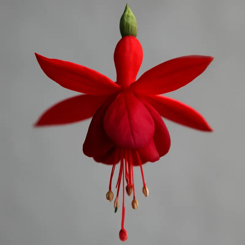 Fuchsia – rood – afbeelding 1