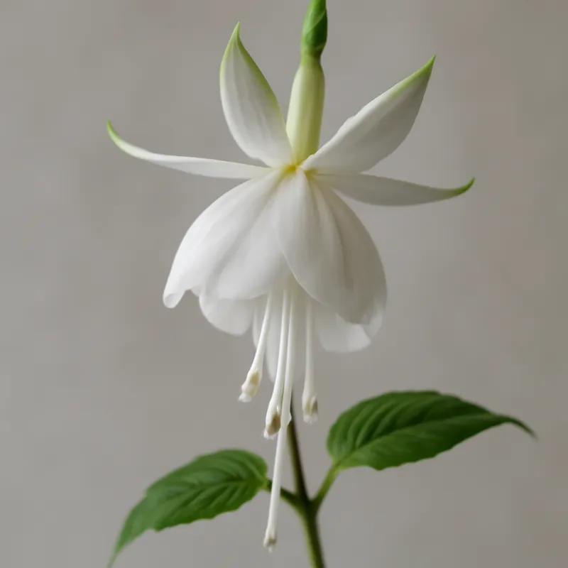 Fuchsia – wit – afbeelding 1