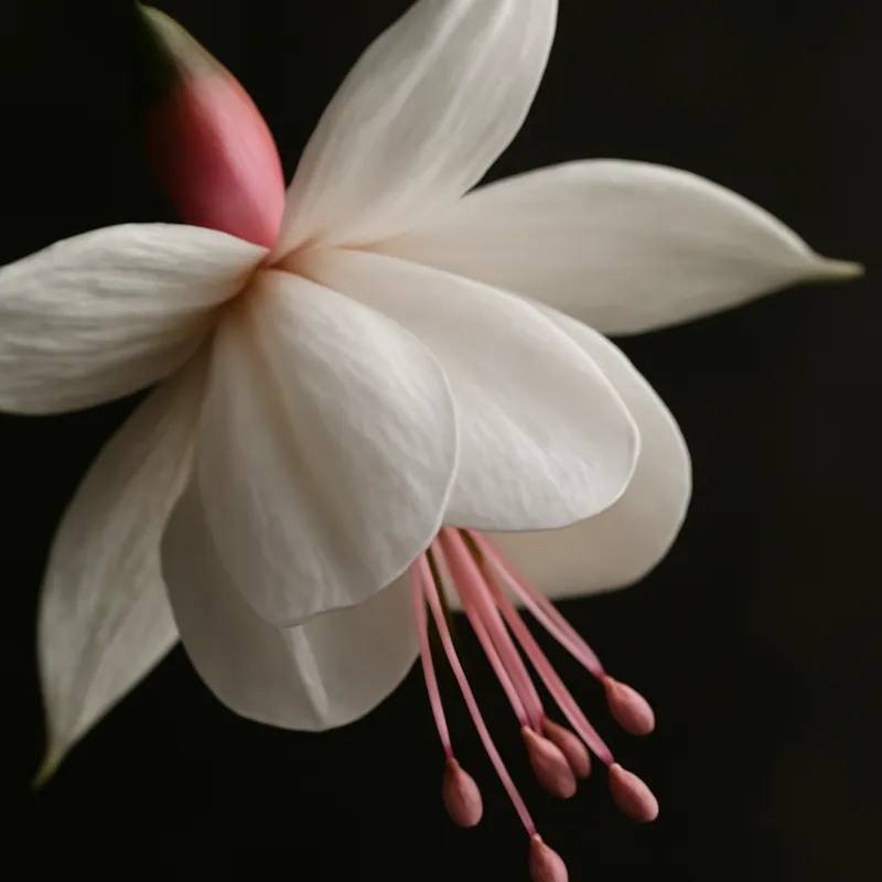 Fuchsia – wit – afbeelding 2