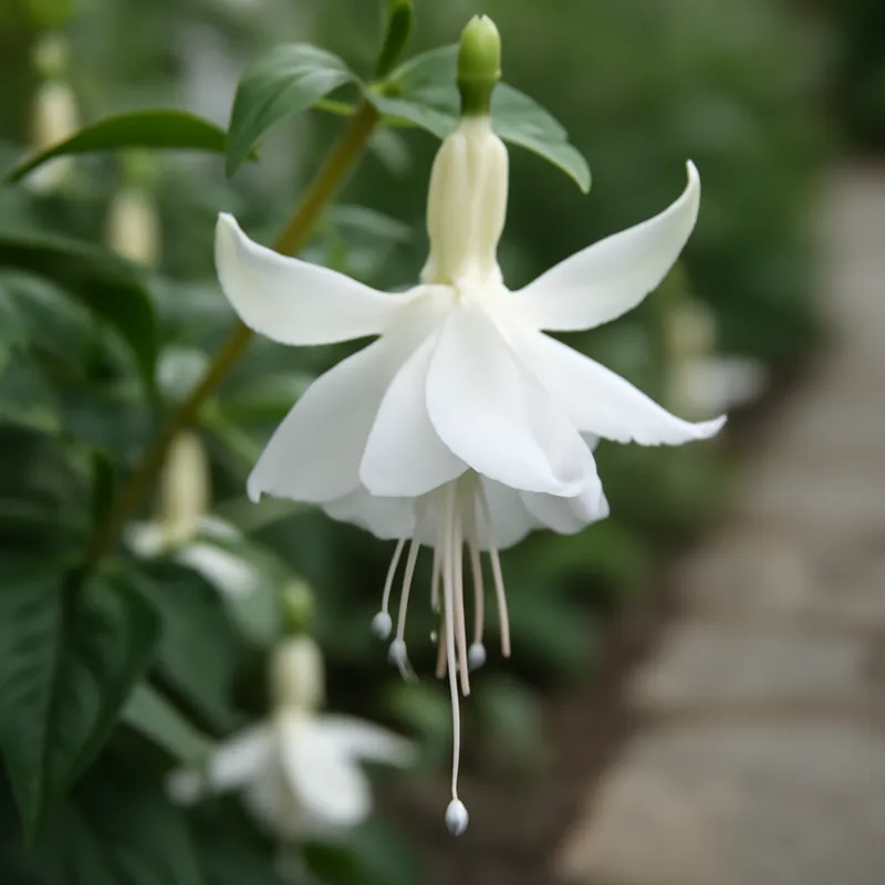 Fuchsia – wit – afbeelding 4