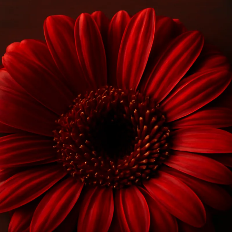 Gerbera – rood – afbeelding 2