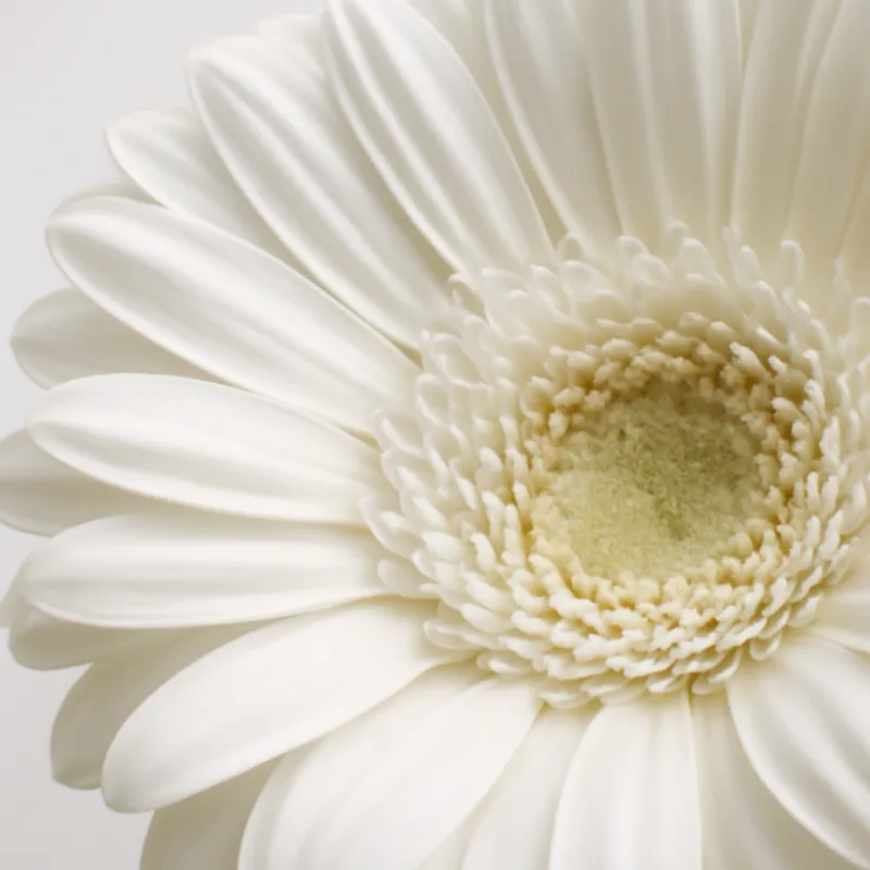 Gerbera – wit – afbeelding 2