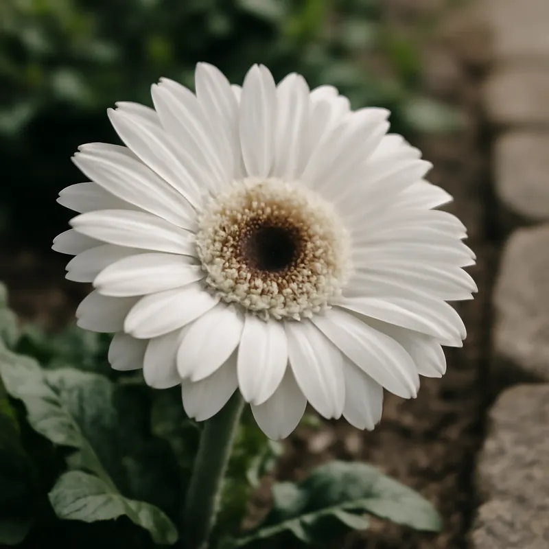 Gerbera – wit – afbeelding 4