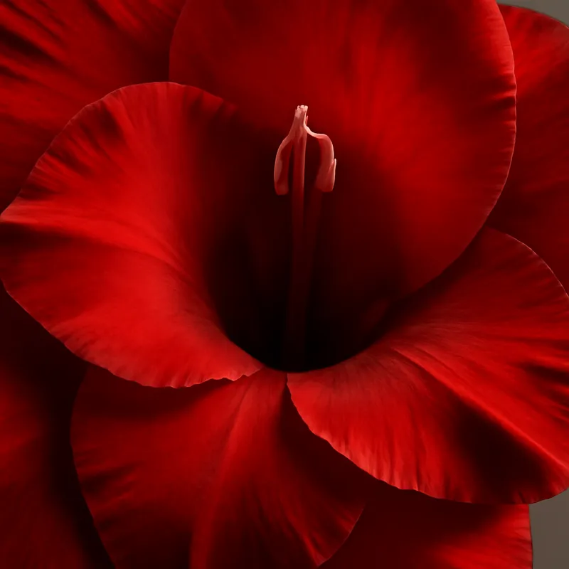 Gladiool – rood – afbeelding 2