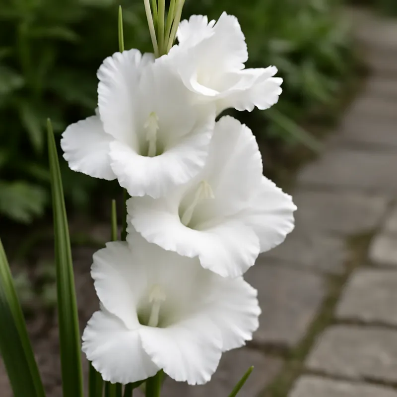 Gladiool – wit – afbeelding 4